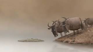 Besin Zinciri Hep Avcılar Kazanıyor