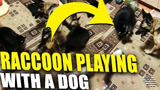 Raccoon Playing With a Dog, as They Go In Circles, Nibbles Owner Foot by Mistake