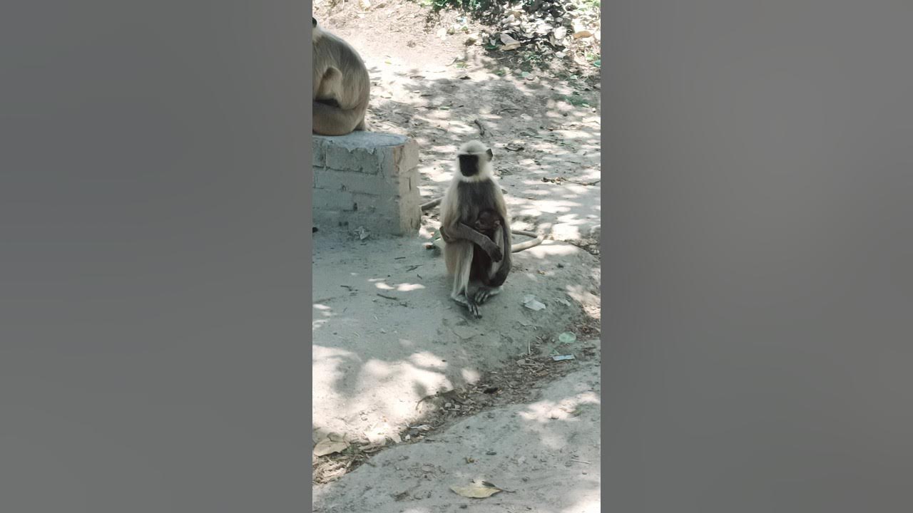 nikku block antim movie status babu bandar bandar bandar bandar YouTube