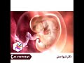 ویدیو مراحل رشد جنین انسان