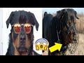 10 Cosas que NO SABIAS De Los ROTTWEILERS 🐕‍🦺😱