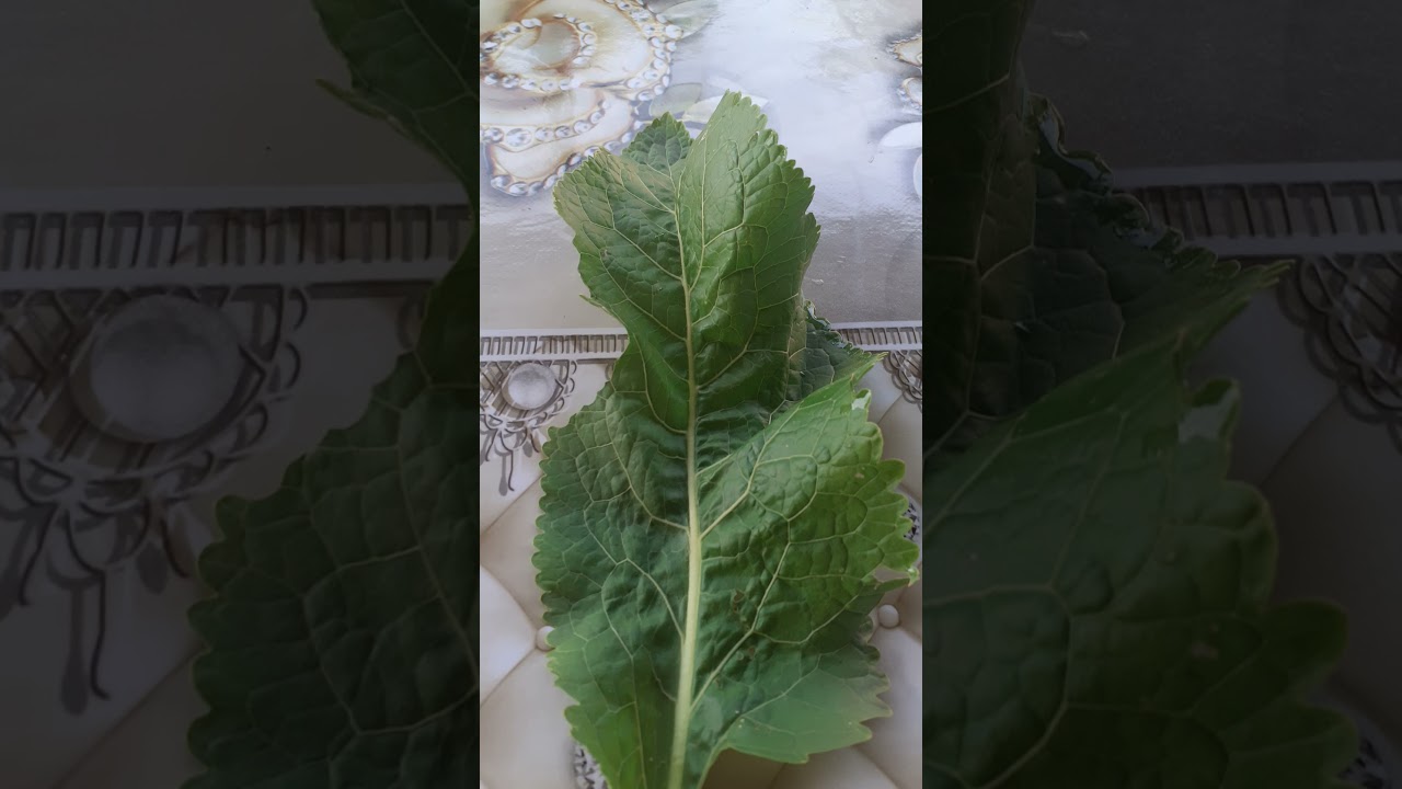 Xren haqqında məlumat .Duzlaşmaya son!!