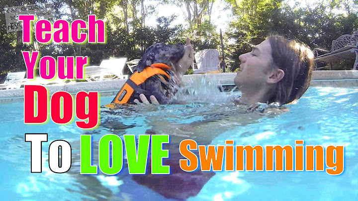 How to Teach Your Dog to Love WATER & SWIMMING