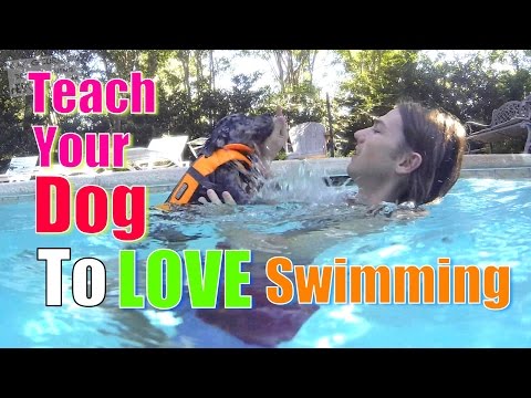 How to Teach Your Dog to Love WATER & SWIMMING