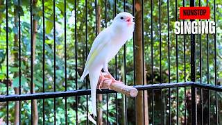 Your Canary Is Silent? Try This Training Song NOW! 🔥