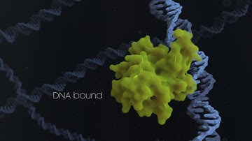 conformational changes of proto-oncogene p53