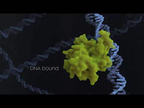 conformational changes of proto-oncogene p53