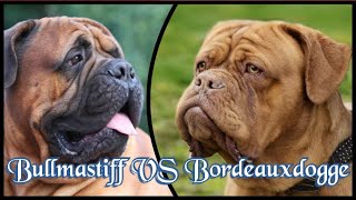 Bullmastiff VS Bordeauxdogge