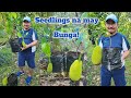Use mature jackfruit scions to produce seedlings with fruits  inarching method