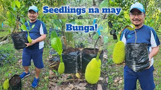 Use Mature Jackfruit Scions To Produce 'Seedlings With Fruits' | Inarching Method