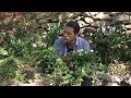 4 variedades de Vinca, una planta cubresuelos - Decogarden - Jardinatis