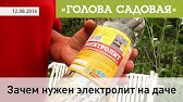 Уход за рододендронами. Как подкислить почву рододендронам, подкормить ...