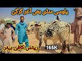 Palosi mandi peshawar better rates today maweshi mandi pakistan cow mandi 2024 bakra eid
