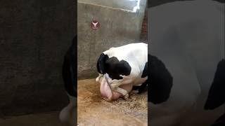 Girlando Cows Produce More Milk Than Holstein Friesian Cows