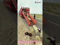 Truck Unloads Sheep Onto Fresh Pasture 🐑 #FarmLife