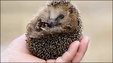 Wie erkennt man ob ein Igel Hilfe braucht?