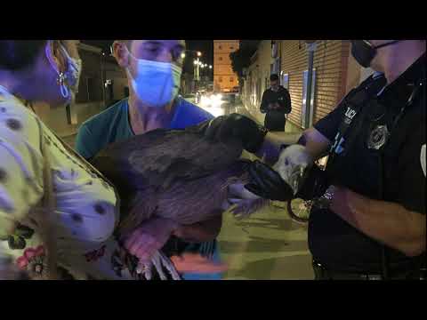 Encontrado un buitre por las calles de Valdepeñas