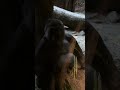 Adult Female Gorilla indoors reacts to visitors
