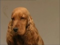 The Cocker Spaniel - Pet Dog Documentary の動画、YouTube動画。
