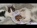 Mother Cat And Her Hungry Kittens Eating Food Like They Were Starving