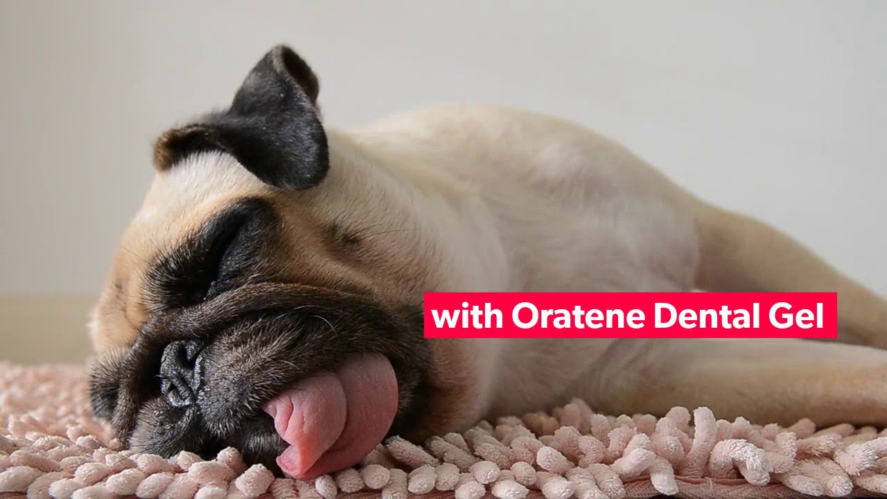 Oratene Pug