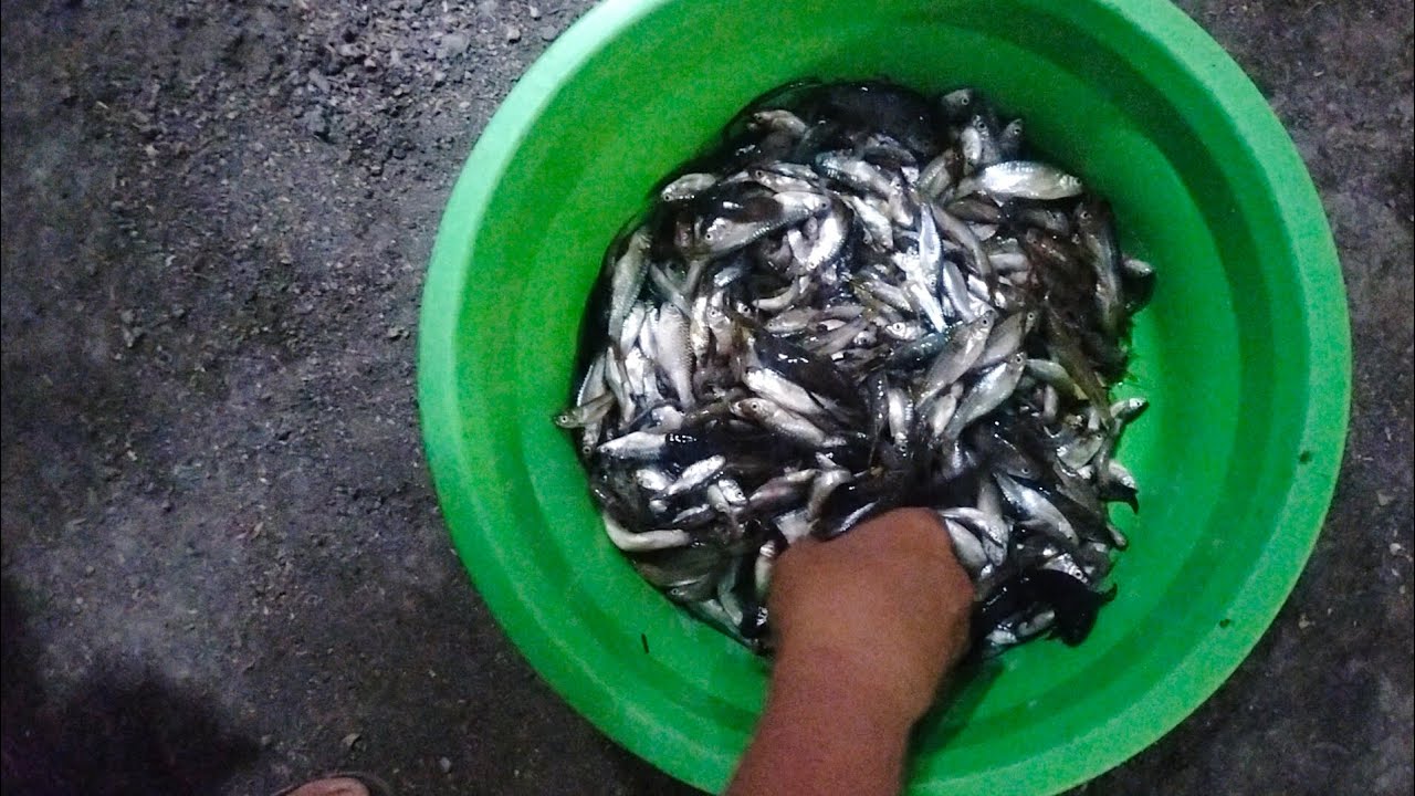BELI IKAN WADER SETRUMAN DI MASAK PEPES