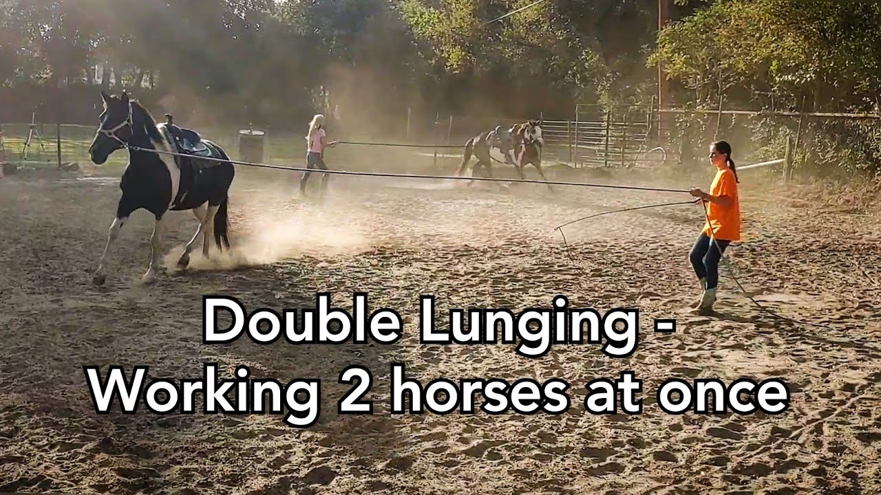 Groundwork Double lunging two horses next to each other YouTube