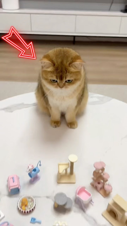 A frequently erring master #cat #anime #pets #kitten #animals