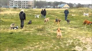 Hessel, Wytse, Cathy & friends; Just another day at the park.