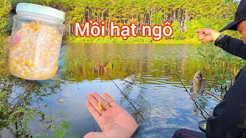 câu cá bằng hạt ngô, chống cá con phá mồi hiệu quả