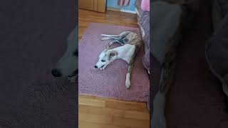 What I eat in a day  Whippet Puppy Edition #sighthound #whippetpuppy #whippet