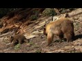 Bears of Sequoia National Park
