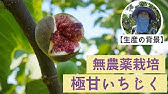 イチジク 栽培畑を回ってオススメ品種紹介します Youtube