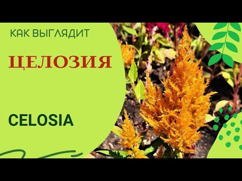 Video: Celosia kamskjell: dyrking, stell og bruk