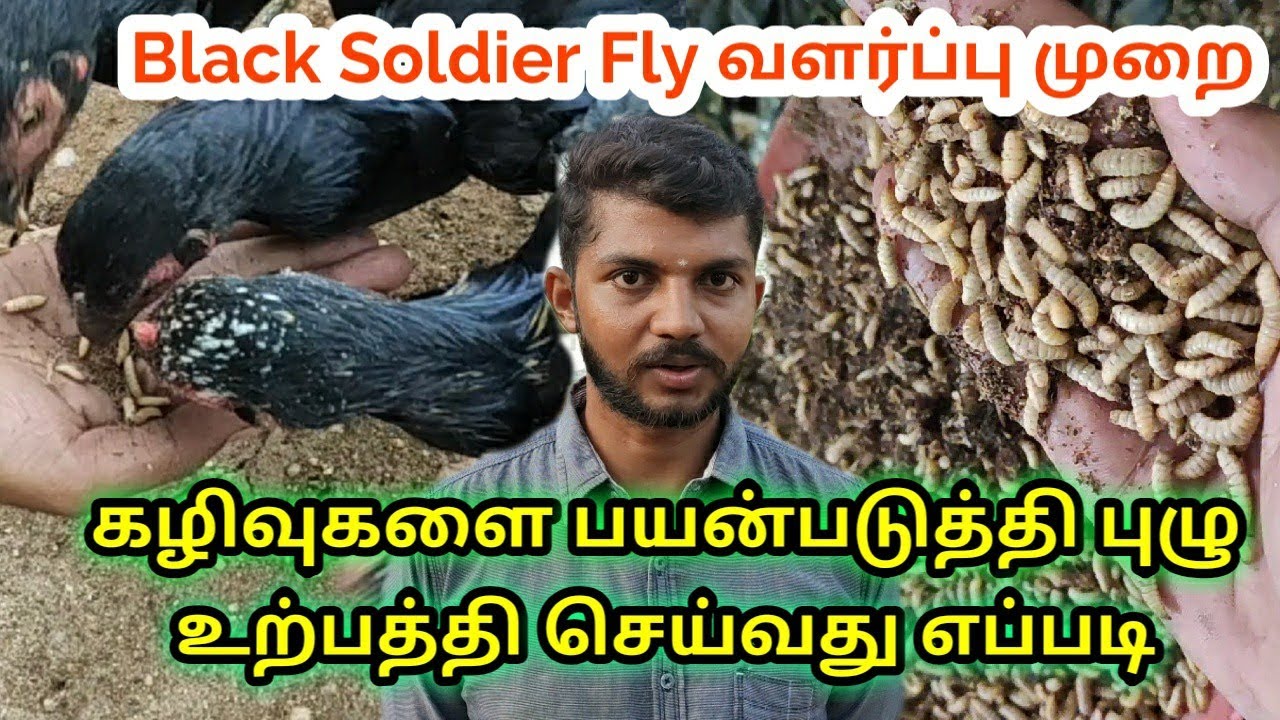 புழு உற்பத்தியில் புதிய புரட்சி Black soldier fly | Black soldier fly in tamil