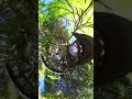 三峯神社 #japan #travel #insta360x3 #shortsvideo #旅行 #shorts #三峯神社 #insta360 #insta #神社仏閣 #shrine