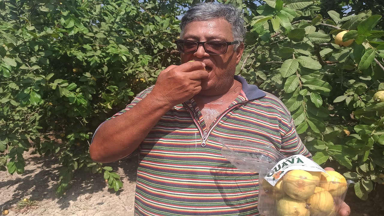 Hediye fidanla başladığı guava üretimini 1500 ağaçla sürdürüyor