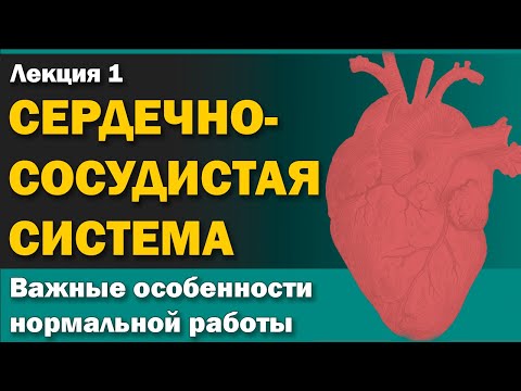 Ключевые особенности нормальной анатомии и физиологии сердечно-сосудистой системы - Часть 1 [S06E01]