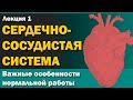 Ключевые особенности нормальной анатомии и физиологии сердечно-сосудистой системы - Часть 1 [S06E01]