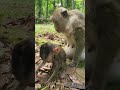 Let's watch the Video Baby Monkey Dimitri’s Happiness – Cutest Viral Video!💖