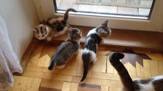 котята манчкины котята манчкины
