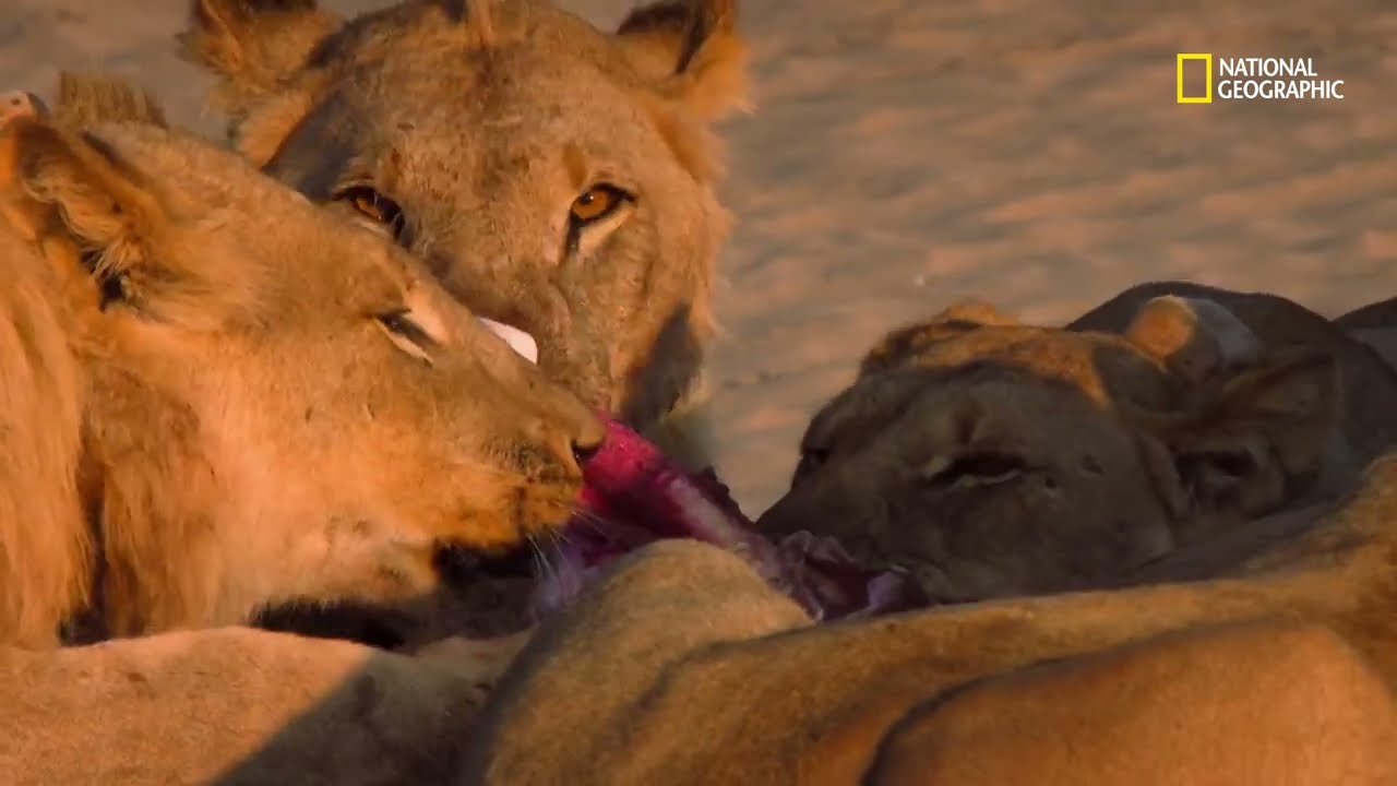 Caça felina no deserto | Guerra de leões
