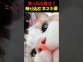 カメラに映り込んでくるネコ5選#cat #面白集 #ねこ #笑ったら負け