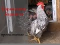 Порода кур Барвиста //ПТИЦА //Breed chickens Barvista