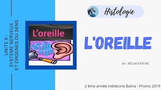 Oreille (Histologie)