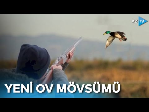 Yeni ov mövsümü başlayıb - Hansı heyvanların ovlanmasına icazə verilir?