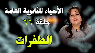 الأحياء للثانوية العامة { 66 } الطفرات الوراثية