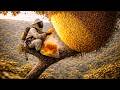 Trapped in a Tree Swarming with Bees… Truly Terrifying #BeeSwarm #GiantBeeHive #DangerousJob