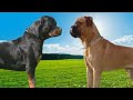 Top 10 dog breeds that can defeat a bull mastiff