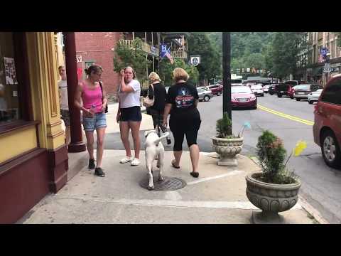 nesquehoning-dog-trainers-|||-olk9-lehigh-valley-|||-1-year-old-american-bulldog,-caesar